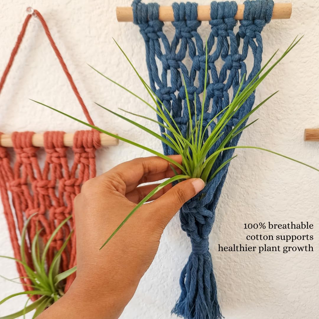 4 Pack Air plant holder | Live plants macrame plant hanger Air plants live holders | plant hanger indoor wall planters for indoor plants plant stand indoor air plant holders unique (Cozy Combo)