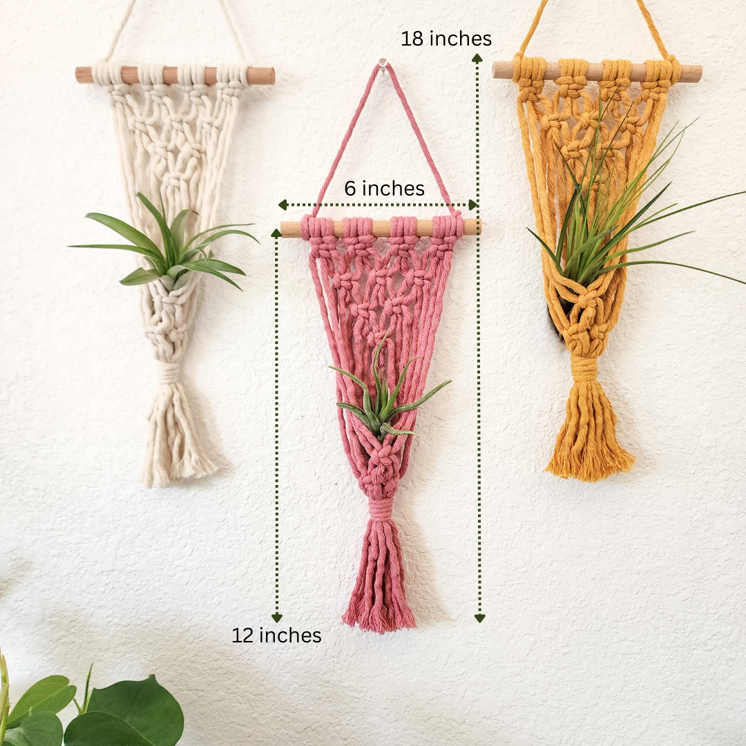 4 Pack Air plant holders | Plant Mom Gifts for tiny plants